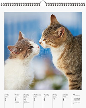 Cat PageAWeek Gallery Wall Calendar 2019,New