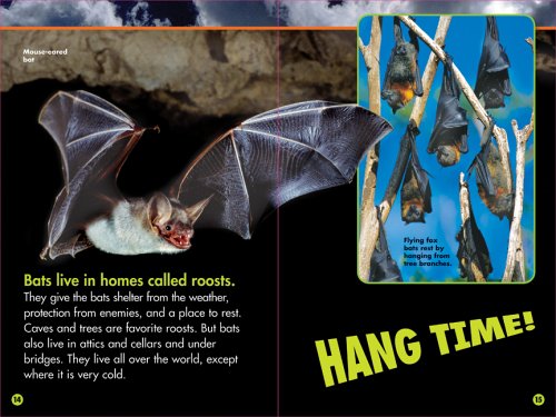 Bats! (Time For Kids Science Scoops, Level 3),New