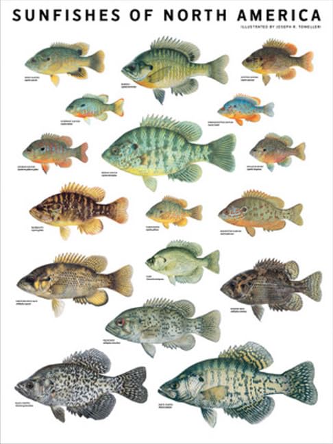 Sunfishes of North America,Used