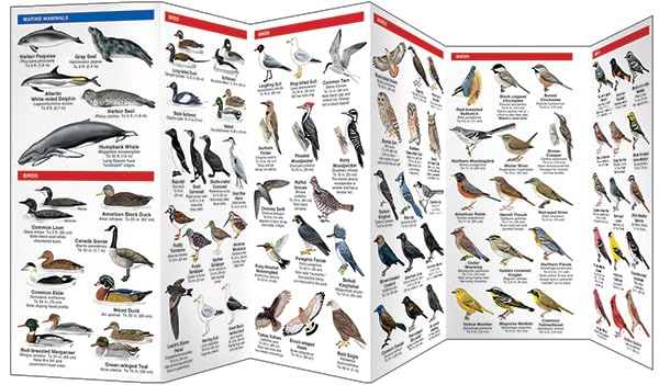 Acadia National Park Wildlife: A Folding Pocket Guide to Familiar Animals (Wildlife and Nature Identification),Used