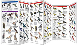 Minnesota Birds: A Folding Pocket Guide to Familiar Species (Wildlife and Nature Identification),Used