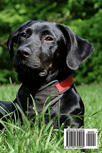 Internet Password Book: Labrador Retriever password book for women, men & kids. Featuring large print, emergency contacts, at a ,Used