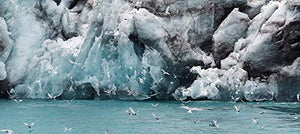 Southern Light: Images From Antarctica,Used
