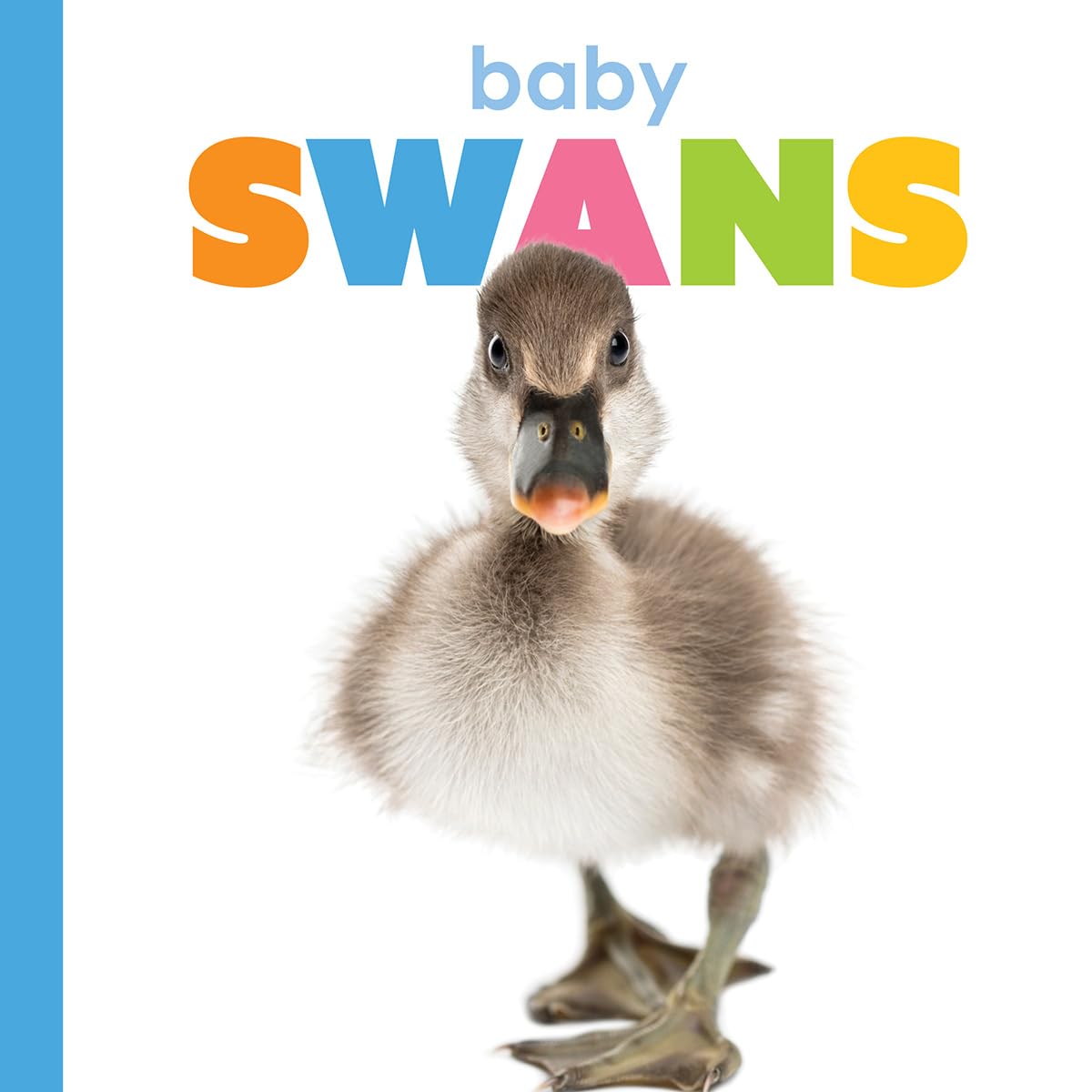 BABY SWANS