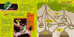 National Geographic Little Kids First Big Book Of Bugs (National Geographic Little Kids First Big Books),Used