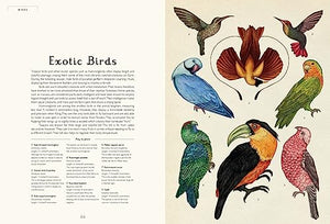 Animalium: Welcome to the Museum,Used