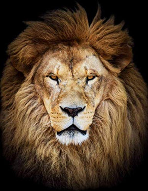 Graph Paper Notebook: Quad Ruled Graphing Paper, 200 Pages, Lion Head (8.5x11),Used