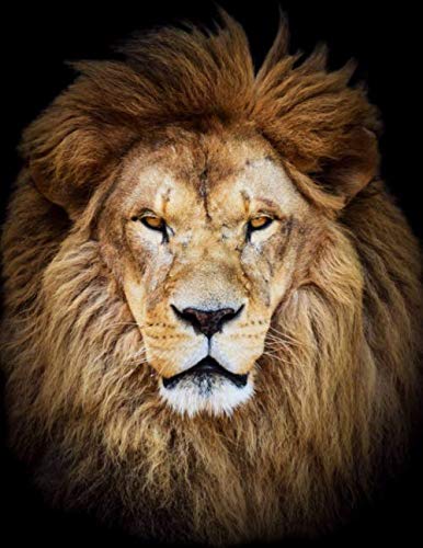 Graph Paper Notebook: Quad Ruled Graphing Paper, 200 Pages, Lion Head (8.5x11),Used