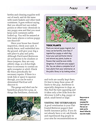Flatcoated Retriever (Companionhouse Books)
