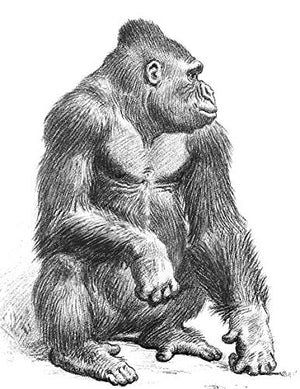 Animal Drawing: Anatomy And Action For Artists,New