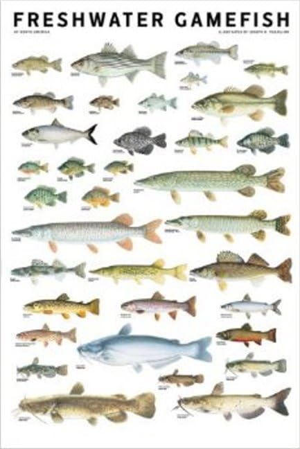 Freshwater Gamefish of North America Poster,Used