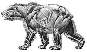 Animal Drawing: Anatomy And Action For Artists,New