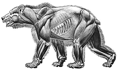 Animal Drawing: Anatomy And Action For Artists,New