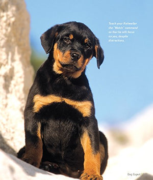 Rottweiler (Dog Expert),Used
