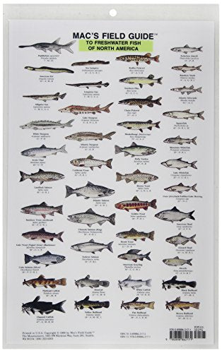 Mac's Field Guides: North American Freshwater Fish (Mac's Guides (Paperback)),Used