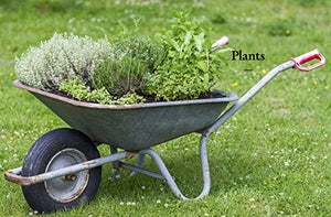 The Kew Gardener'S Guide To Growing Herbs: The Art And Science To Grow Your Own Herbs (Volume 2) (Kew Experts, 2),New