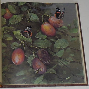 Beningfield's Country: 2 (A Studio book),Used
