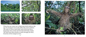 Baby Sloth (Nature Babies),Used