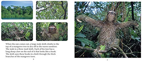 Baby Sloth (Nature Babies),Used