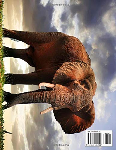 Elephant Picture Book  Elephant Photography: 100+ Amazing Pictures and Photos in this fantastic Elephant Photo Book (Elephant P,Used