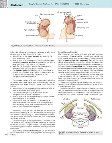Gray's Basic Anatomy with Student Consult,Used