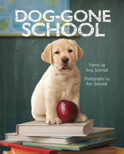 DogGone School,Used