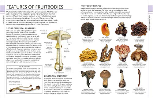 Mushrooms: How To Identify And Gather Wild Mushrooms And Other Fungi,Used