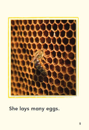 A Bee's Life (TIME FOR KIDS Nonfiction Readers),Used