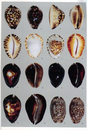 A Guide to Worldwide Cowries,Used