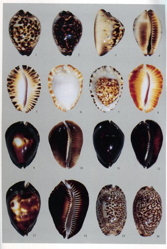 A Guide to Worldwide Cowries,Used