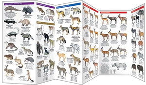 East Africa Wildlife: A Folding Pocket Guide to Familiar Species in Kenya, Tanzania & Uganda (Nature Observation International),New