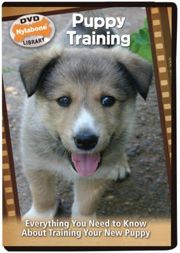 Puppy Training: Everything You Need To Know About Training Your New Puppy