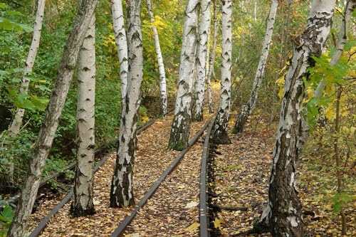 Gardens of the High Line: Elevating the Nature of Modern Landscapes,New