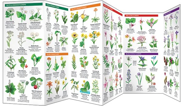Maine Trees & Wildflowers: A Folding Pocket Guide to Familiar Plants (Wildlife and Nature Identification),Used
