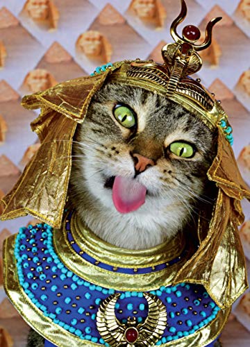 A Cat'S Tale: A Journey Through Feline History