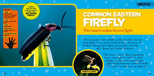 National Geographic Little Kids First Big Book Of Bugs (National Geographic Little Kids First Big Books),Used