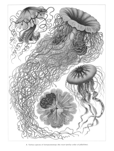 Art Forms In Nature (Dover Pictorial Archive)