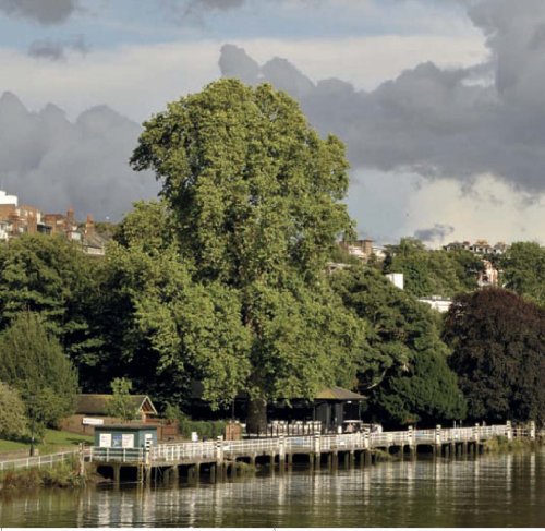 Time Out The Great Trees of London (Time Out Guides),Used