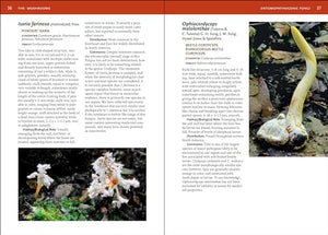 Mushrooms Of The Southeast (A Timber Press Field Guide),New
