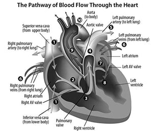 Emt (Emergency Medical Technician) Crash Course With Online Practice Test, 2Nd Edition: Get A Passing Score In Less Time (Emt Te,New