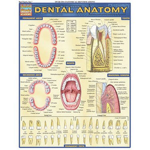 Dental Anatomy (Quick Study Academic)
