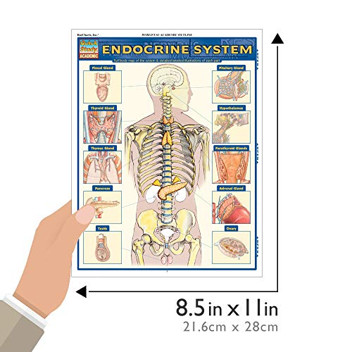 Endocrine System (Quick Study Academic),Used