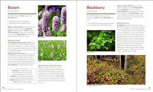 The Herbal Apothecary: 100 Medicinal Herbs and How to Use Them,Used