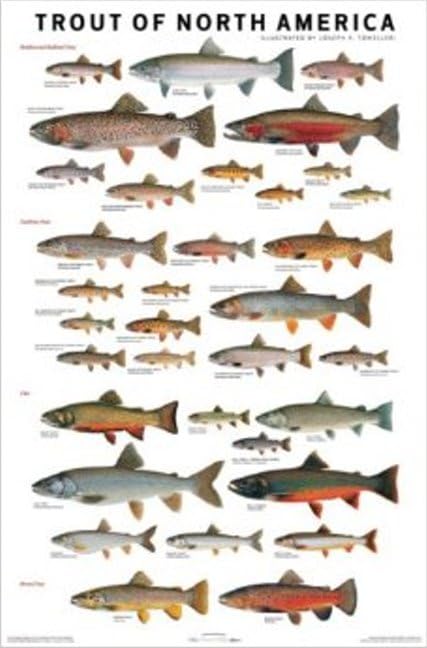 Trout of North America Poster,Used
