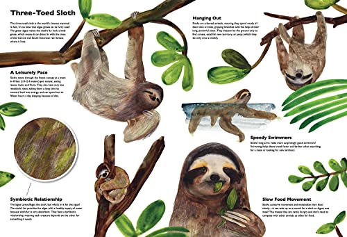 Masters Of Disguise: Camouflaging Creatures & Magnificent Mimics