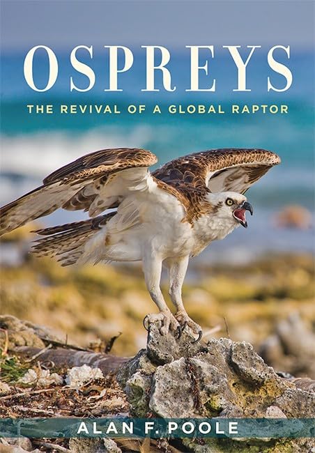 Ospreys: The Revival of a Global Raptor,Used