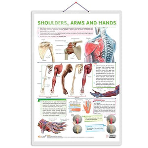 Shoulder, Arms And Hands Charts | Getting To Know Your Upper Limbs: Shoulder, Arms, And Hands Illustrated