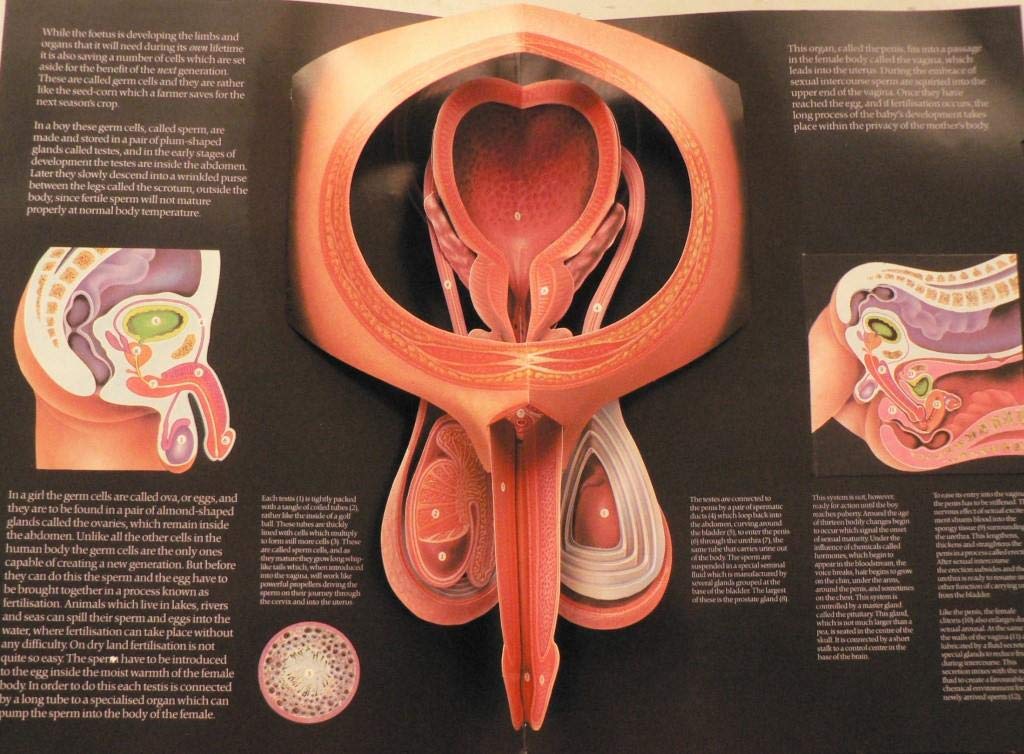 The Facts of Life: 2,Used