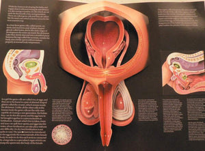 The Facts of Life: 2,Used