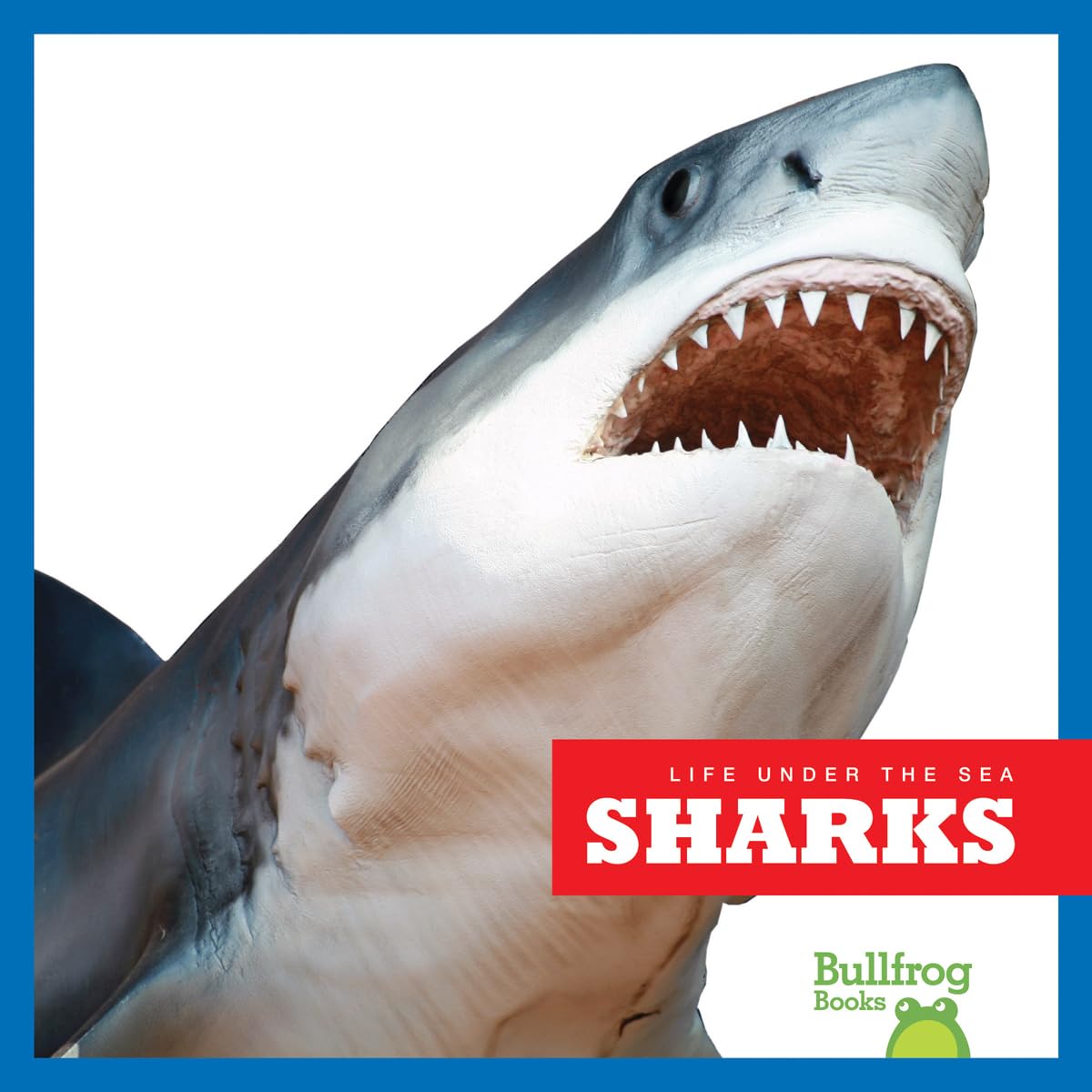 Sharks (Bullfrog Books: Life Under the Sea),Used